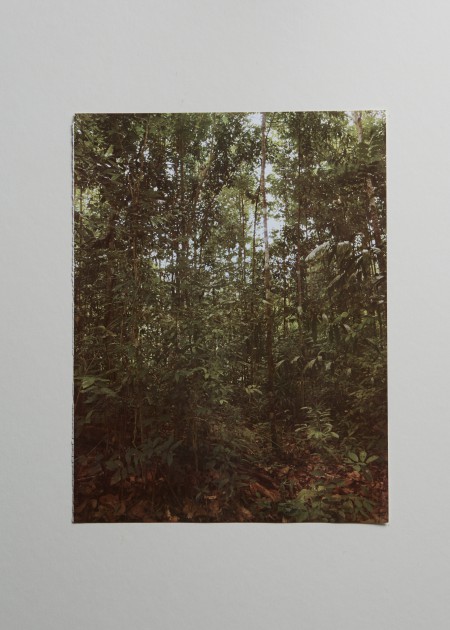 Jungle, Kelentan